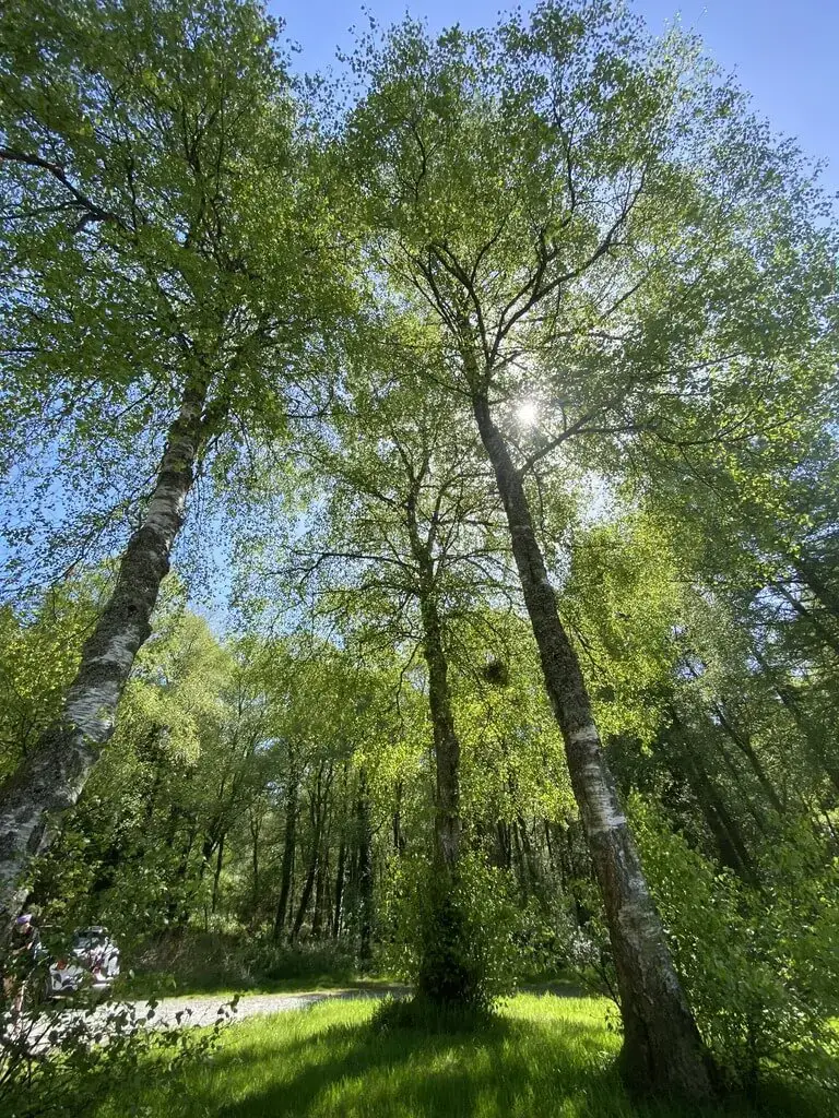 Welsh douglas fir
